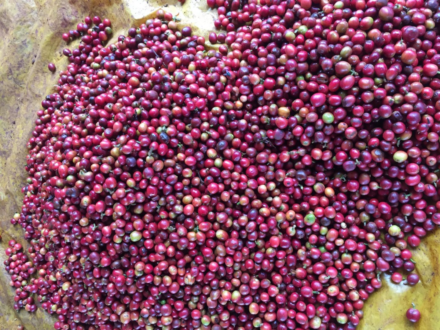 Kenya, Kamwangi AA, 200 g