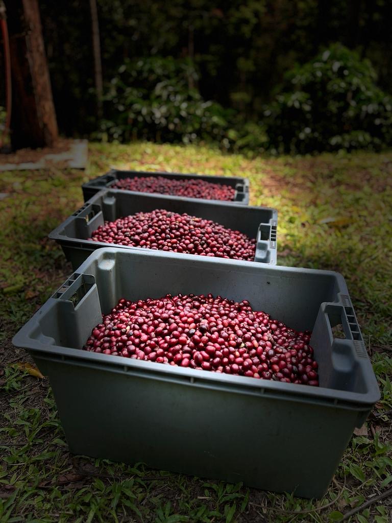 Εκουαδόρ, Finca Soledad, Tasos XTD, 100 γρ