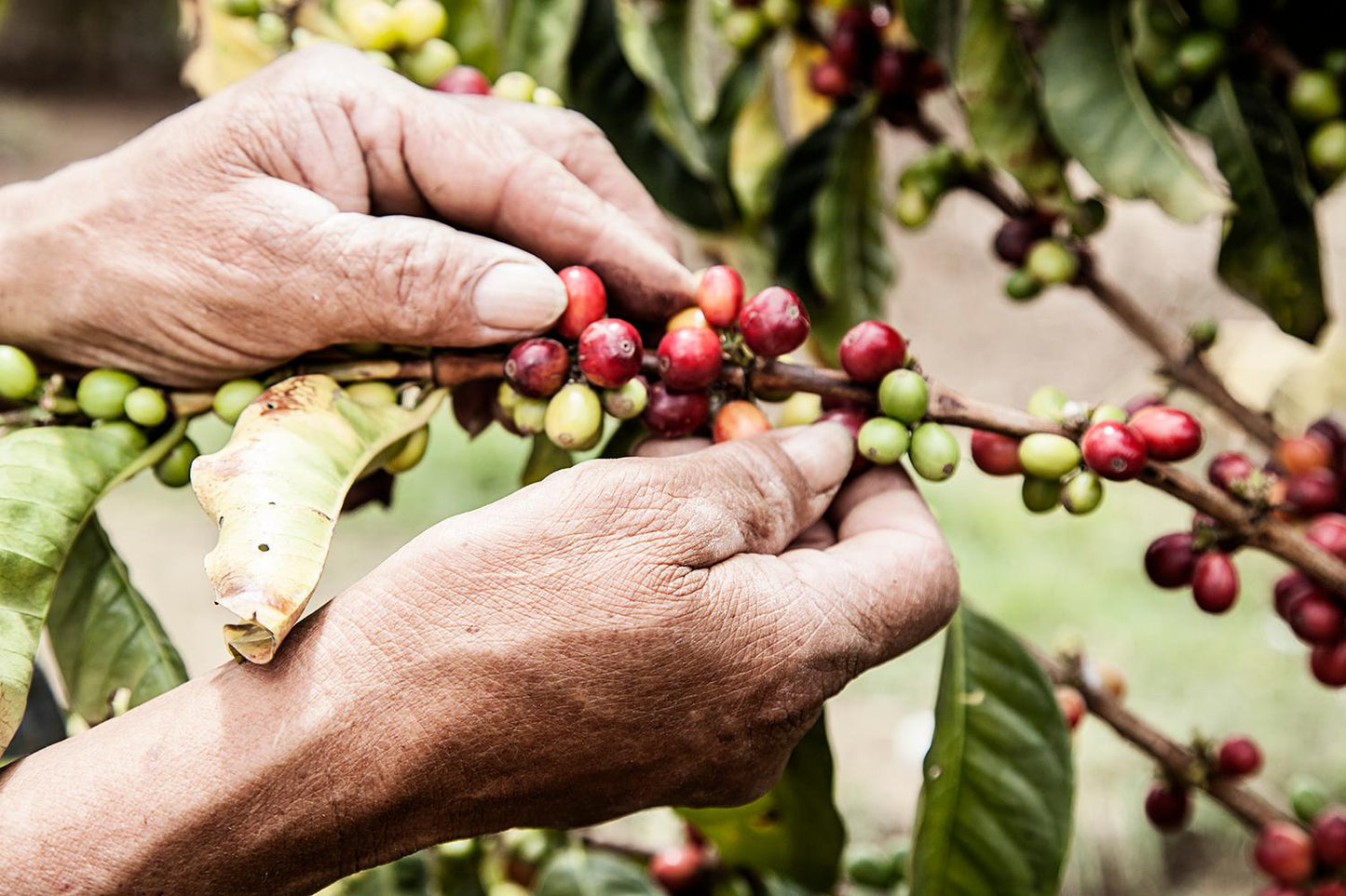 Colombia, Estrella, 200 g