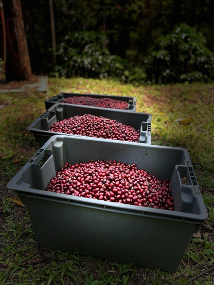 Εκουαδόρ, Finca Soledad, Tasos XTD, 100 γρ
