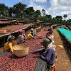 SASABA Guji G1, Ethiopia