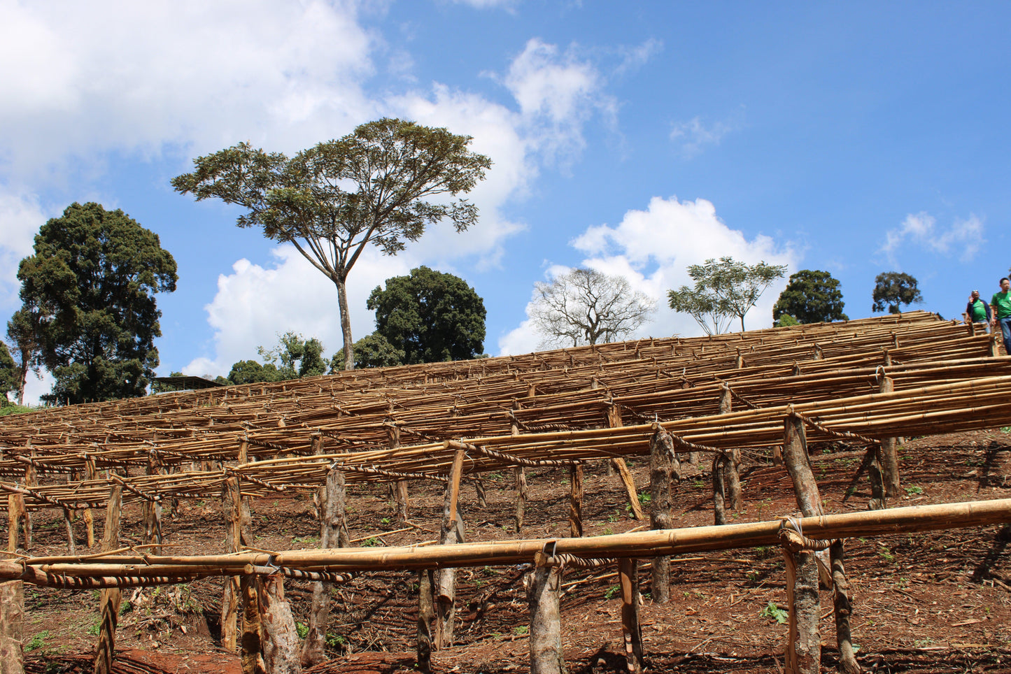 Ethiopia, Koke Honey, 200 g