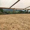 PÈGASUS, Colombia DECAF
