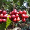 PÈGASUS, Colombia DECAF